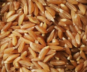 Organic Khapli Wheat