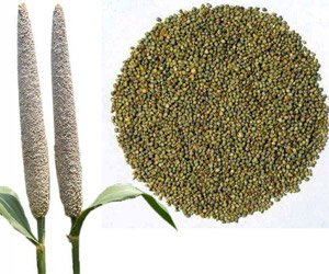 Bajara/Pearl/Bajari Millet