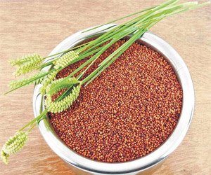 Ragi/Finger/Nagli Millet